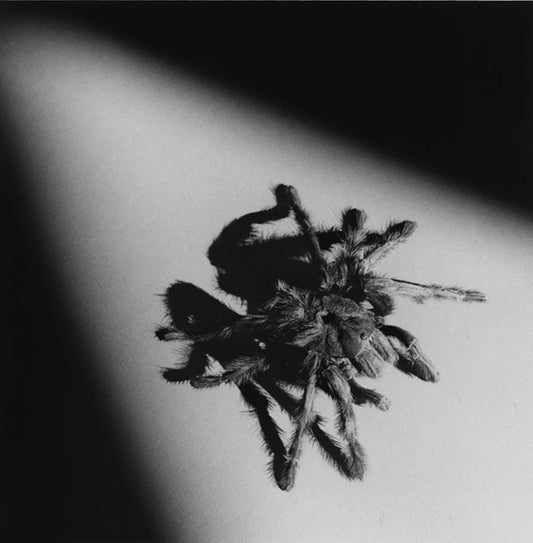 Robert Mapplethorpe - Tarantula, 1988