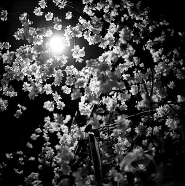 Beaton, Japanese paper blossom