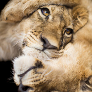 Panthera-leo-cubs-sito